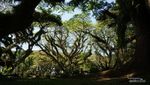 Pesona Magical Forest di Banyuwangi De Djawatan Tak Pernah Surut