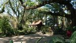Pesona Magical Forest di Banyuwangi De Djawatan Tak Pernah Surut