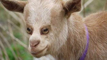 Kalau kambing bagaimana? Foto: sadanduseles