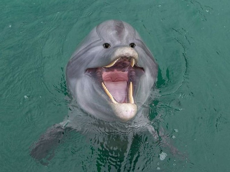 Begini Penampakan Hewan Punya Mata di Depan, Aneh atau Kocak?