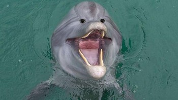 Lumba-lumba dengan dua mata di depan. Foto: sadanduseles