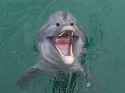 Begini Jika Hewan Punya Mata di Depan, Aneh atau Kocak?