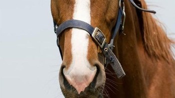 Kudanya terlihat lagi marah. Foto: sadanduseles