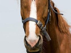 Begini Jika Hewan Punya Mata di Depan, Aneh atau Kocak?