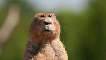 Kalau ini bagaimana? Foto: sadanduseles