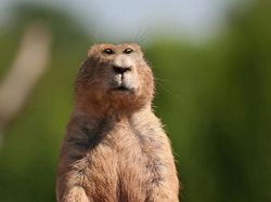 Begini Jika Hewan Punya Mata di Depan, Aneh atau Kocak?