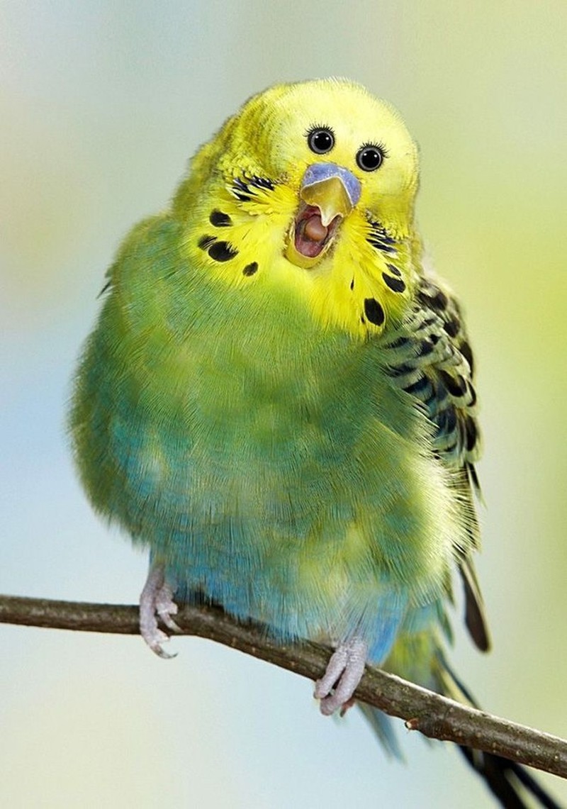 Begini Penampakan Hewan Punya Mata di Depan, Aneh atau Kocak?