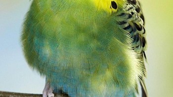 Burung dengan mata di depan. Foto: sadanduseles