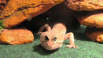 Kadal dengan mata di depan. Foto: sadanduseles