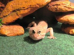 Begini Jika Hewan Punya Mata di Depan, Aneh atau Kocak?