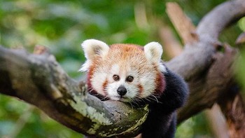 Imut atau aneh? Foto: sadanduseles