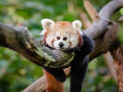 Begini Jika Hewan Punya Mata di Depan, Aneh atau Kocak?