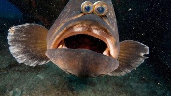 Kocak ya melihat ikan ini punya dua mata di depan. Foto: sadanduseles