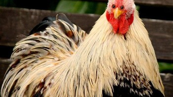 Kalau ayam punya dua mata di depan bagaimana menurut kamu? Foto: sadanduseles