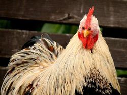 Begini Jika Hewan Punya Mata di Depan, Aneh atau Kocak?