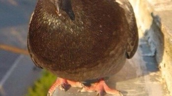 Bagaimana dengan burung dara dengan mata di depan. Foto: sadanduseles