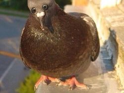 Begini Jika Hewan Punya Mata di Depan, Aneh atau Kocak?