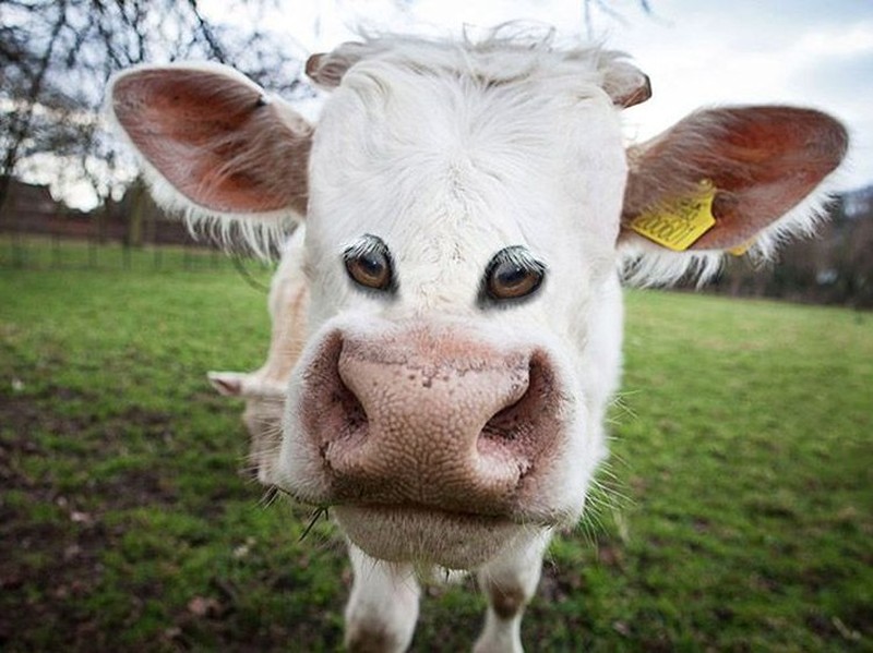 Begini Penampakan Hewan Punya Mata di Depan, Aneh atau Kocak?