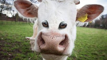 Sapi dengan mata di depan. Foto: sadanduseles