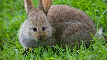 Kelinci kalau mata di depan imut apa aneh? Foto: sadanduseles