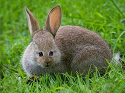 Begini Jika Hewan Punya Mata di Depan, Aneh atau Kocak?