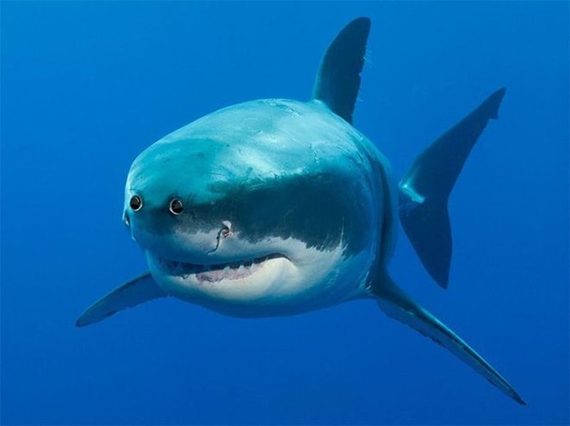 Begini Penampakan Hewan Punya Mata di Depan, Aneh atau Kocak?