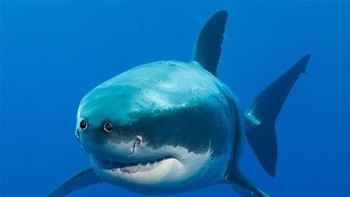 Masih seramkah hiu dengan mata di depan? Foto: sadanduseles