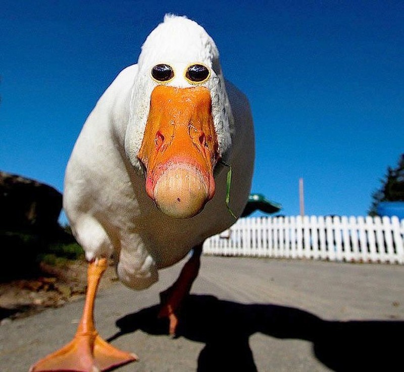 Begini Penampakan Hewan Punya Mata di Depan, Aneh atau Kocak?