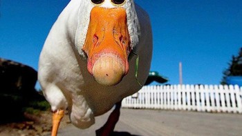 Bebek dengan mata di depan. Foto: sadanduseles