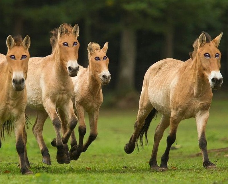 Begini Penampakan Hewan Punya Mata di Depan, Aneh atau Kocak?