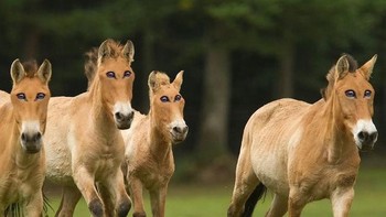 Mata kuda kalau di depan bikin lebih kencang tidak ya larinya? Foto: sadanduseles