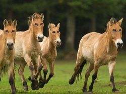Begini Jika Hewan Punya Mata di Depan, Aneh atau Kocak?