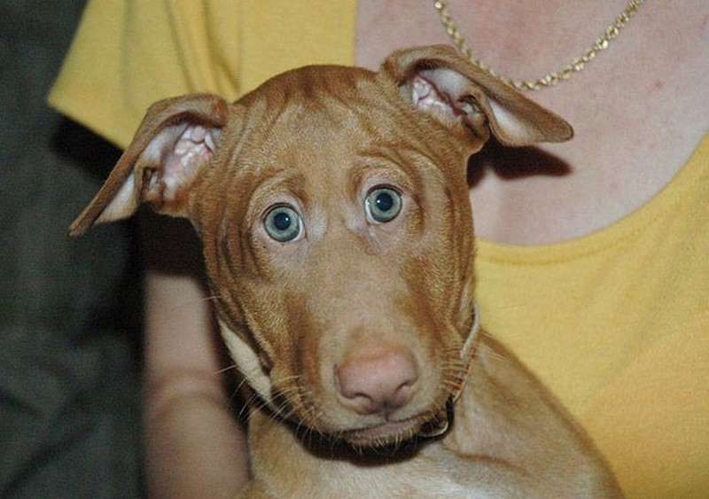 Begini Penampakan Hewan Punya Mata di Depan, Aneh atau Kocak?