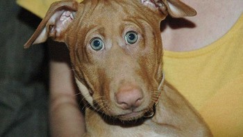 Anjing dengan mata di depan lebih terlihat imut atau aneh? Foto: sadanduseles