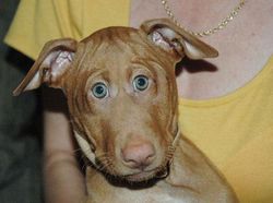 Begini Jika Hewan Punya Mata di Depan, Aneh atau Kocak?