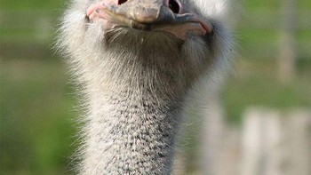 Burung kalkun dengan mata di depan. Foto: sadanduseles