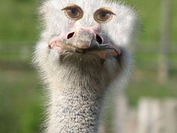 Begini Jika Hewan Punya Mata di Depan, Aneh atau Kocak?