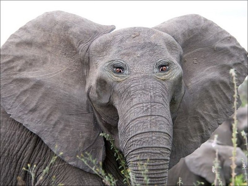 Begini Penampakan Hewan Punya Mata di Depan, Aneh atau Kocak?