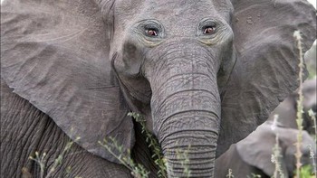 Aneh tidak melihat gajah dengan dua matanya di depan? Foto: sadanduseles