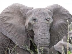 Begini Jika Hewan Punya Mata di Depan, Aneh atau Kocak?