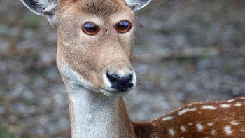 Rusa tutul dengan mata di depan. Foto: sadanduseles