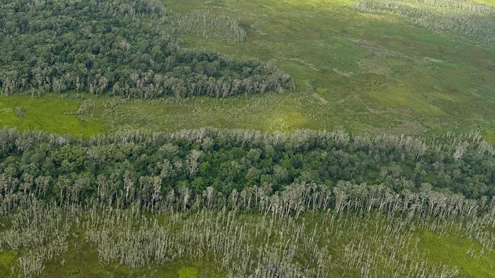 Gaya Menteri Bahlil Tinjau Perkebunan Tebu di Merauke Menteri Investasi/Kepala BKPM Bahlil Lahadalia meninjau kebun tebu di Merauke. Perkebunan ini akan menjadi bentuk percepatan swasembada gula dan bioetanol.