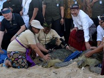 Momen Luhut Ikut Lepas Penyu dalam Rangkaian Acara WWF di Bali