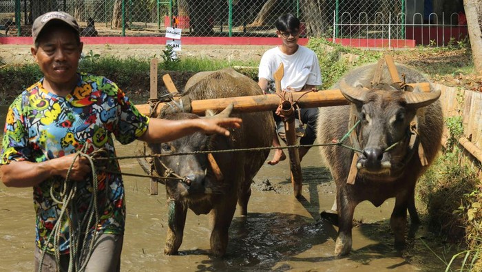 Potret Peringatan Hari Keanekaragaman Hayati Sedunia Peringatan Hari Keanekaragaman Hayati SeduniaΒ digelar di Ancol, Jakarta. Begini potret keseruannya.