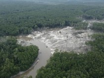 Sulap Hutan Mangrove Babar Jadi Tambang Timah Ilegal, 4 Orang Diringkus
