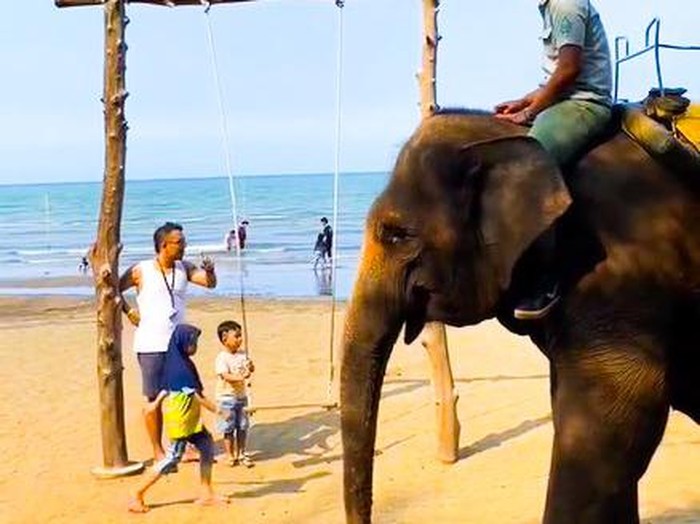 Ada Atraksi Gajah Sumatera Nih di Safari Beach Jateng, Berapa Harga Tiketnya?