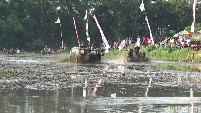 Karapan kerbau di Lumajang jelang musim tanam yang berhadiah mobil.
