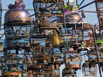 Filosofis Burung Perkutut Katuranggan dalam Kehidupan Masyarakat Jatim