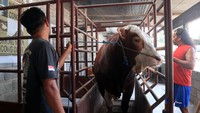 Menurut peternak sapi, saat ini mereka masih khawatir dengan ancaman wabah penyakit mulut dan kuku (PMK) dan sapi-sapi jenis simental itu dijual dengan harga mulai Rp 24,5 juta hingga Rp 45 juta per ekor.