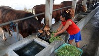 Pekerja memberi makan sapi jenis simental di peternakan Desa Dempok, Kecamatan Diwek, Kabupaten Jombang, Jawa Timur, Senin (20/5/2024).